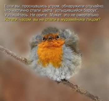 утром лицом.jpg