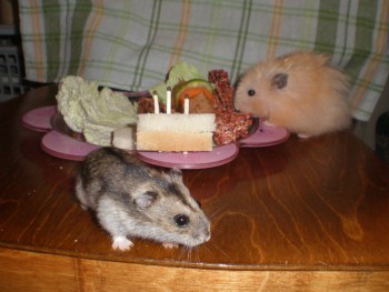 Мышка: cейчас всё съест и за меня примется...