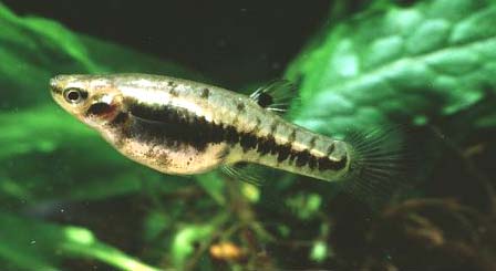 формоза самка.jpg