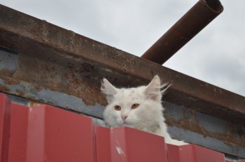 DSC_0056_.jpg