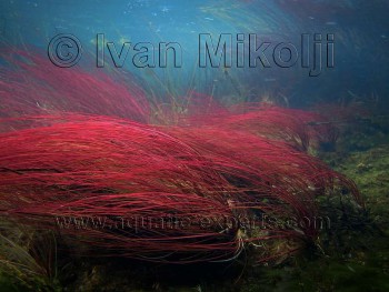 красный элеохарис.jpg