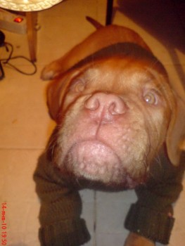 пол жизни за печенко.jpg