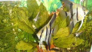 Копия Мальки со взрослыми.JPG