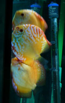 третий не лишний