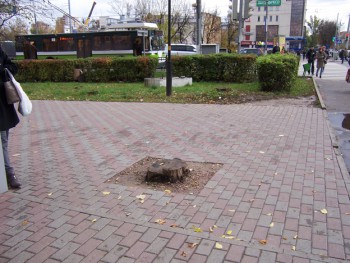 для чего оставлен пень?