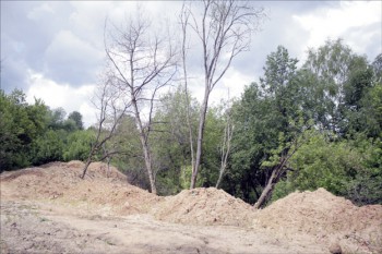 грунт со стройки погубил ряд деревьев.jpg