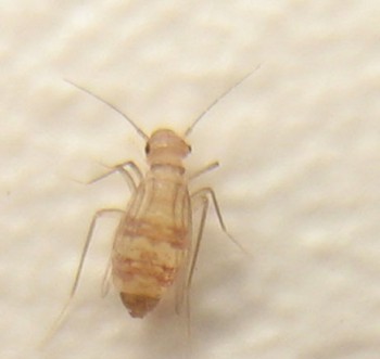 post-14164-1152020666.jpg