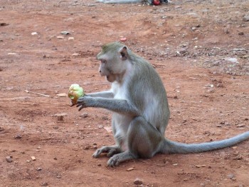 Тайланд.Дикие обезьяны