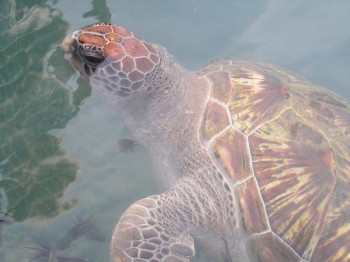 Тайланд.о.Самед.Зеленая черепаха