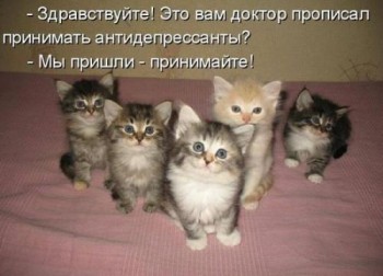 котенкотерапия.jpg