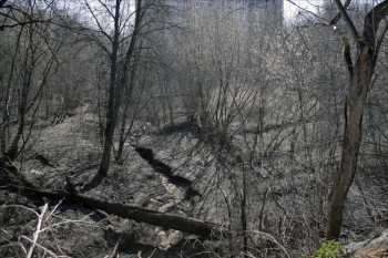 сохранившаяся нетронутой чистая северная часть Кузовлева оврага. место гнездования птиц. чуть выше - надвигающаяся стройка.