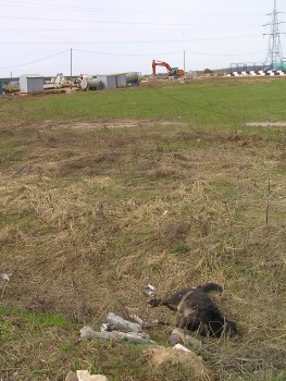 первая жертва