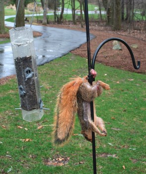 C белкой всё в порядке. После извлечения из ловушки ей смазали мошонку зелёнкой, насовали полное дупло орехов и отпустили обратно в лес.