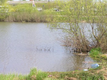 Тут был бобер