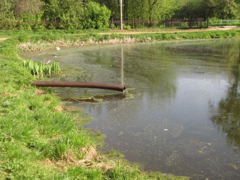 Болотце.JPG