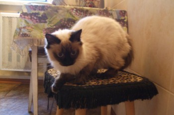 cat2.jpg