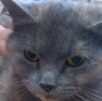 IMG_20130516_152512 - копия.jpg