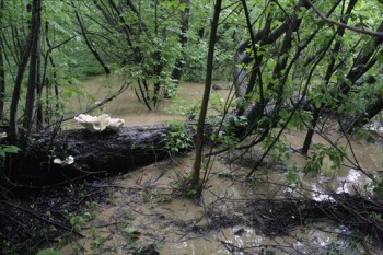 лесной потоп в котором виноват водоканал.jpg