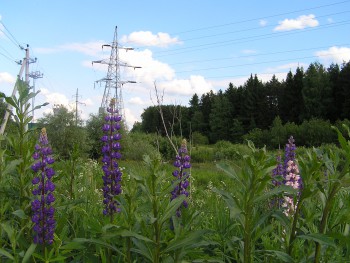 Лесу и цветочкам ничего не сделалось