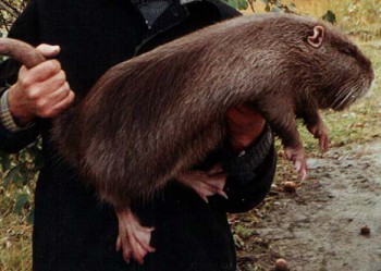 nutria.jpg
