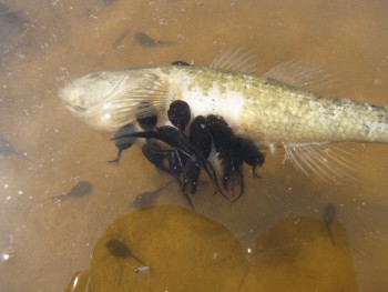 Головастики за трапезой.jpg