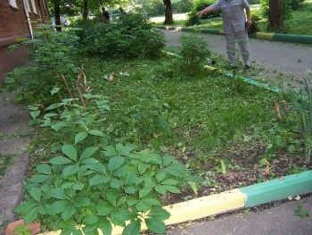 косильщики лужаек.jpg