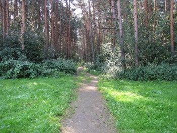 Ёлочки1 - август 2013.jpg