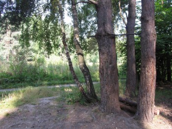 Ёлочки2 - август 2013.jpg