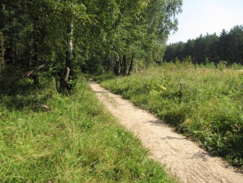 Ёлочки3 - август 2013.jpg