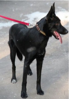 выглядит так.jpg