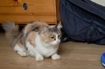 DSC04703 (Custom).jpg