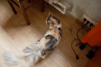 DSC04706 (Custom).jpg