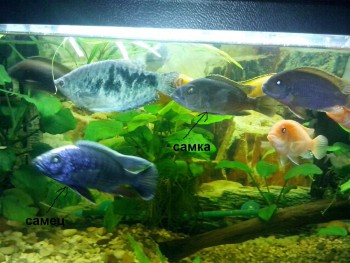 цихлиды.jpg