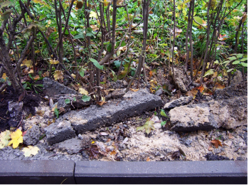 кругом под кустами - засохший цемент, его ведь тоже закопают, и дело с концом!<br />а от того, что такими стройматериалами присыпаны все корневые шейки - кусты начнут хворать.