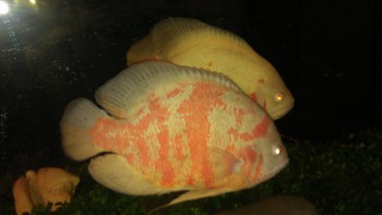 IMAG0071.jpg
