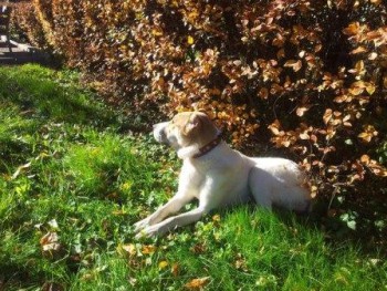 похож на алабая.jpg