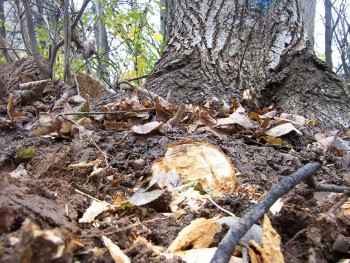 для прокладки идеально ровных дорожек в лесу не пожалели даже корни подросших лип