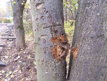 жители против асфальтовых дорог в лесу!