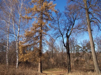 за Ивановским сохранились старые липы и лиственницы - это остатки ландшафтного парка первых владельцев усадьбы 18 века