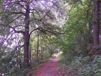 живописные лесные тропинки нашего леса
