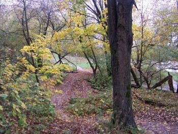 уникальный пойменный лес Пахры реки