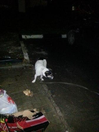 потеряшка в Подольске.jpg