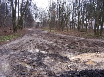 вход в лес, где незаконно вырубили хорошие липы