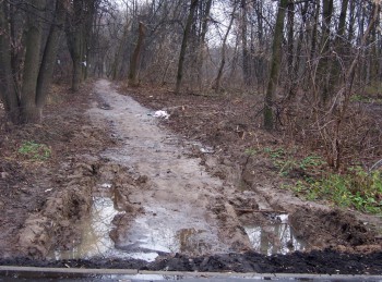 из-за тяжелой техники и из-за незаконной вырубки лип пострадал плодородный почвенный слой. при входе в лес все распахано благоустроителями да так и не убрано