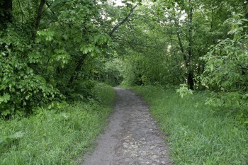 дорожки леса вдоль поймы Пахры - нам есть что спасать.