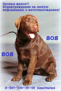 мелкое Щенок1.jpg