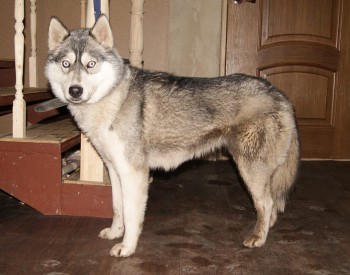 потеряшка ищет старых или новых хозяев