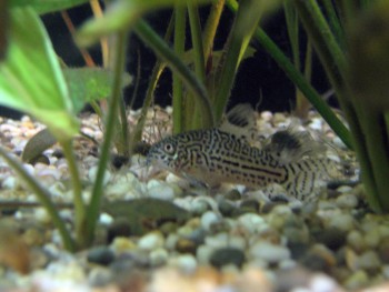 акваква 003.jpg