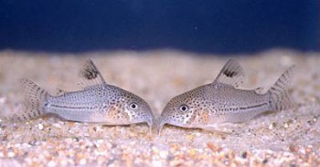 Corydoras julii.jpg