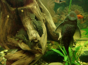 Вот корягу они грызли добросовестно.